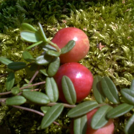 "Cranberry, im 3,5L-Container image"