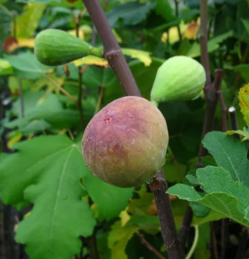 "Feige "Ronde de Bordeaux", 3,5L-Container image"