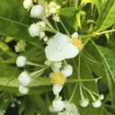 Schlüsselhortensie Platycrater arguta - 4.6 L Topf 30- 40 cm