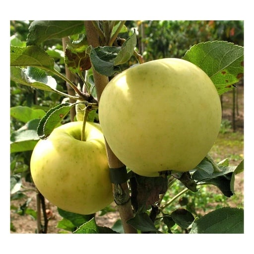 "Apfel "Weißer Klarapfel" Busch, im 10L-Container image"