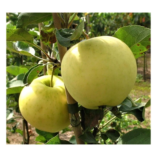 "Apfel "Weißer Klarapfel" Busch, im 10L-Container image"