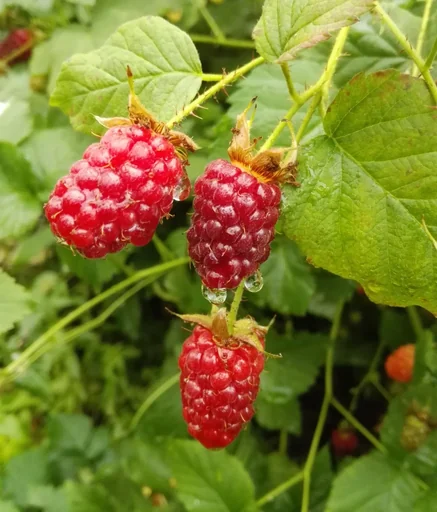 "Tayberry 3,5L-Container, Kreuzung zwischen Himbeere und Brombeere image"