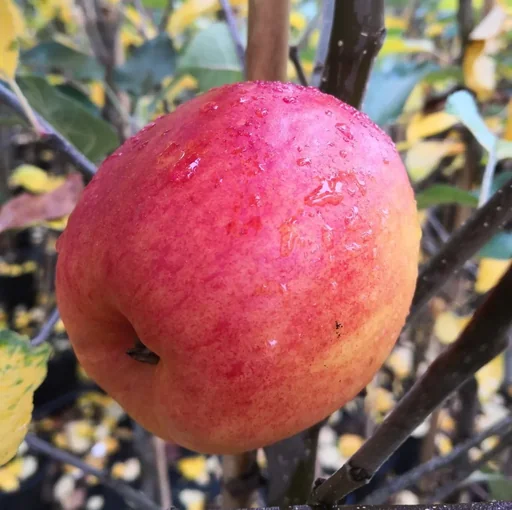 "Apfel "Rebella" Halbstamm, im 10L-Container image"