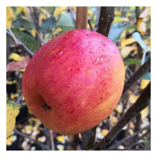 "Apfel "Rebella" Halbstamm, im 10L-Container image"