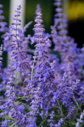 "Blauraute Lacey Blue - Perovskia atriplicifolia - 7.5 L Topf 50- 60 cm image"