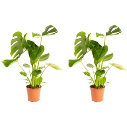 Blumenlochpflanze - Monstera Deliciosa - Groß - 65 - 75Cm - 2 Stück