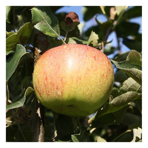 "Apfel "Jonagold" Busch, im 10L-Container image"