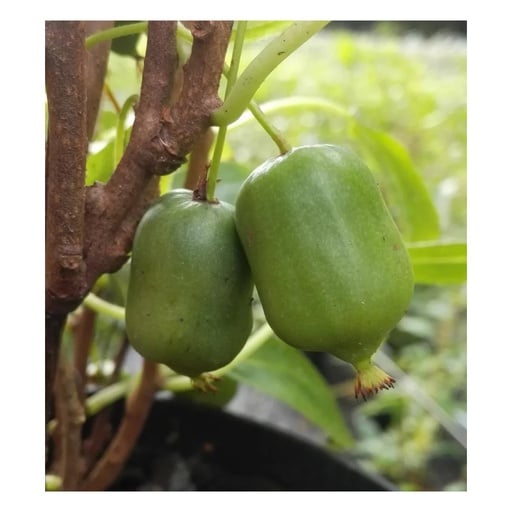 "Kiwi "Super Issai", 3,5L-Container image"