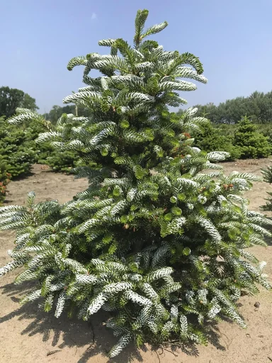 "Koreatanne Silberlocke - Abies koreana - Solitär mit Ballen 125-150 cm image"