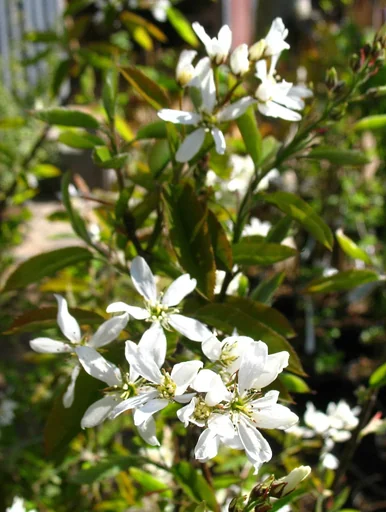 "Felsenbirne "Honewood", im 5L-Container, bis ca. 2,5 Meter image"