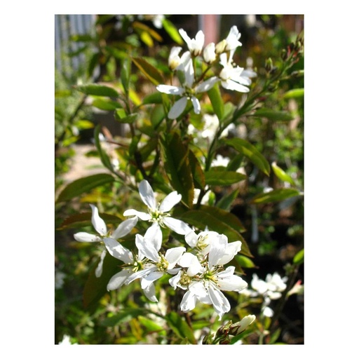 "Felsenbirne "Honewood", im 5L-Container, bis ca. 2,5 Meter image"
