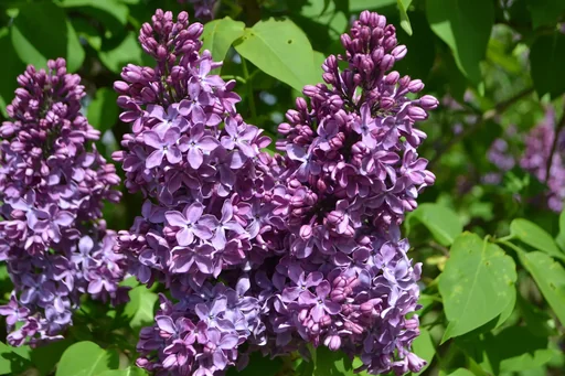 "Edelflieder Ruhm von Horstenstein - Syringa vulg. - 12 L Topf 70 cm image"
