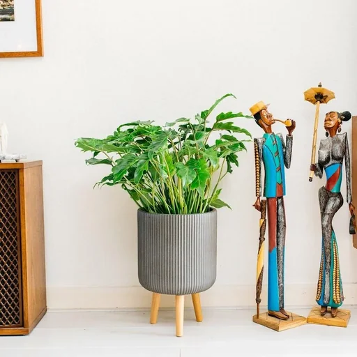 "Blüte up Philodendron Xanadu Large - 60-70Cm - 1 Stück image"
