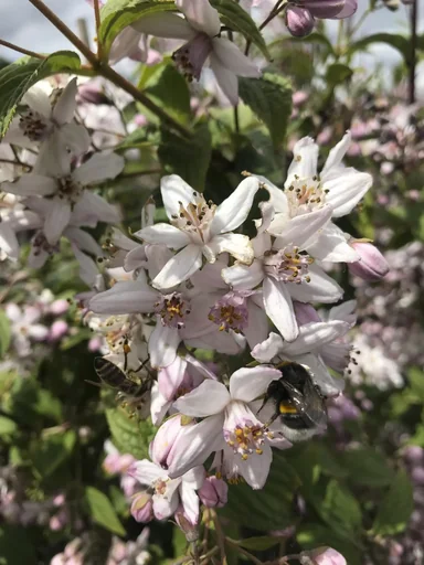 "Deutzie Mont Rose - Deutzia hybrida - 7.5 L Topf 80-100 cm image"