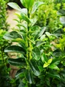 Spindelstrauch japanisch Greeen Spire - Euonymus japonicus - 7 L Topf 40-60 cm