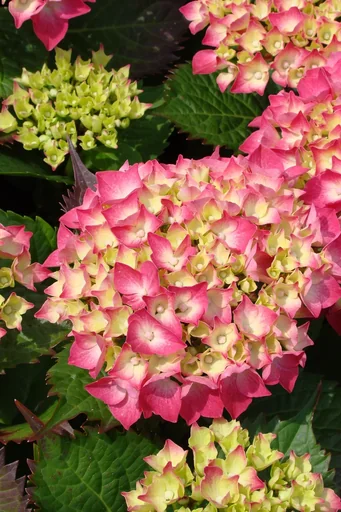 "Bauernhortensie rot Hydrangea macrophylla - 7.5 L Topf 40-60 cm image"
