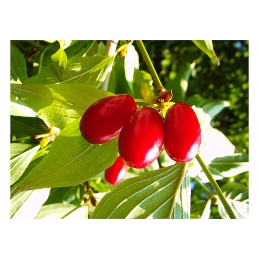 "Kornelkirsche 'Kasanlaker' (Cornus mas) – winterhartes Wildobstgehölz, im 5-L-Container image"