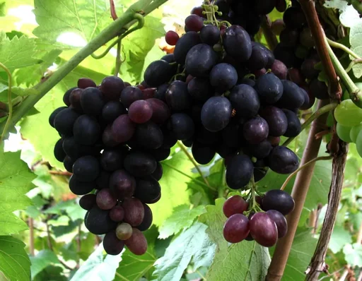 "Weinrebe 'Kyoho' (Vitis vinifera) – winterharte Kletterpflanze, im 3,5-L-Container image"