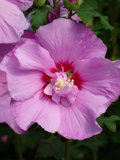 "Garteneibisch Eruption - Hibiscus syriacus - 7.5 L Topf 70-80 cm image"