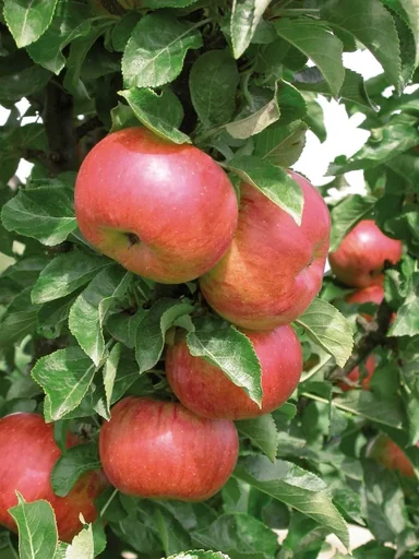 "Säulenapfel "Sonate", 7,5L-Container, starkwachsendsaftig, schorfresistent image"