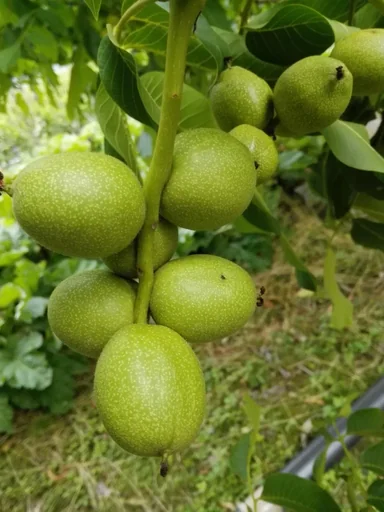 "Walnuss "Franquette", 10L-Container, grosse Nüsse image"