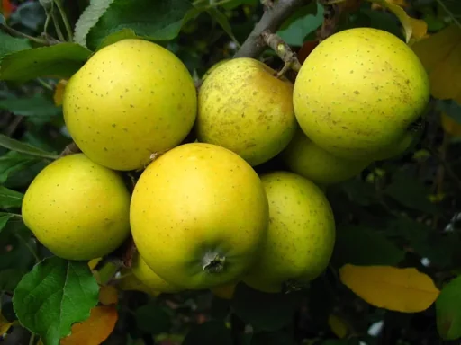 "Säulenapfel "Ananasrenette", 7,5L-Container, fest, saftig, einzigartiges Aroma image"
