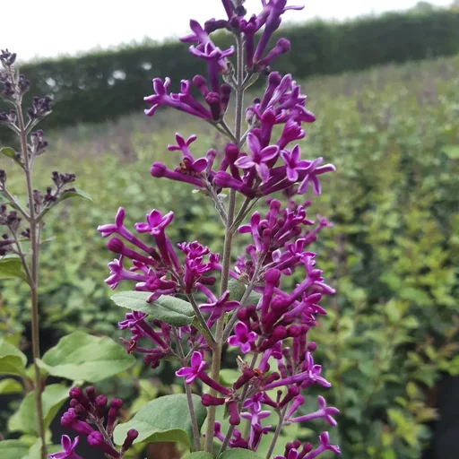 "Meyer´s Flieder, Syringa meyeri "Dark Purple" -S-, 4,6L Topf, 40-60 cm hoch, 2er-Set image"