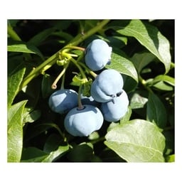 Garten-Heidelbeere 