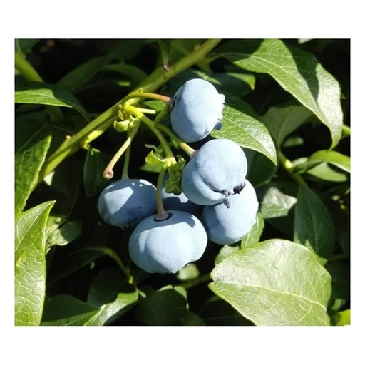"Garten-Heidelbeere "Bluecrop", im 3,5L-Container image"