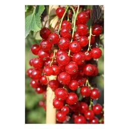 Johannisbeere rot 