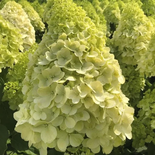 "Rispenhortensie "Polar Bear", Hydrangea paniculata, 4,6 Liter Topf, 40- 60 cm hoch, 2er-Set image"