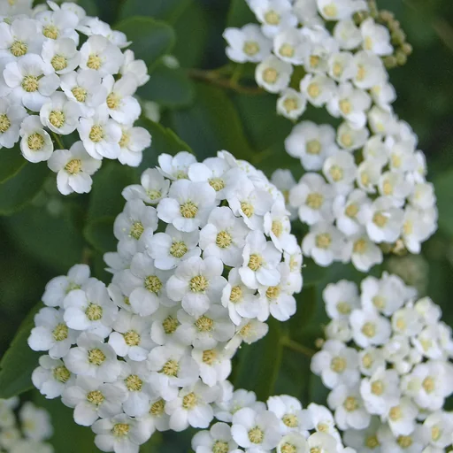 "Prachtspiere Spiraea vanhouttei - 12 L Topf 100-125 cm image"