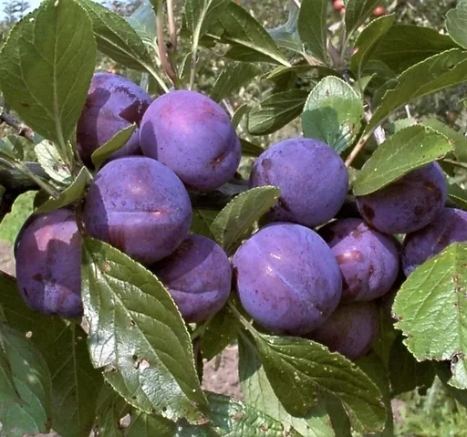 "Zwergpflaume " Imperial", 7,5L-Container, goldgelbes Fruchtfreisch image"