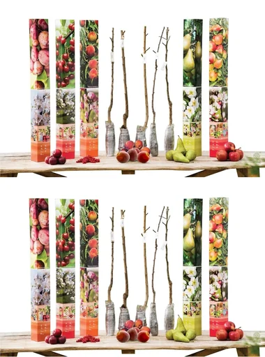 "Flower-up Set mit 10 Obstbäumen 90 - 100 cm image"
