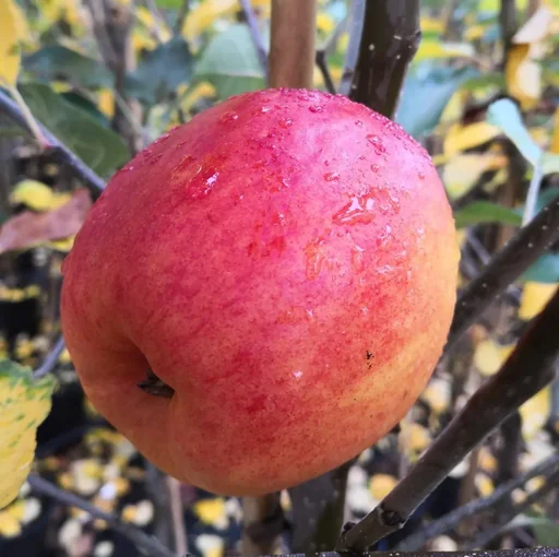 "Apfel "Rebella" Busch, im 10L-Container image"