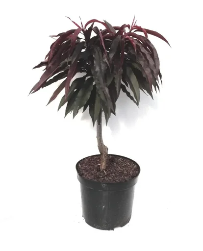 "Zwergpfirsich "Crimson´Rotlaub", 7,5L-Container, köstliche, dunkelrote Früchte image"