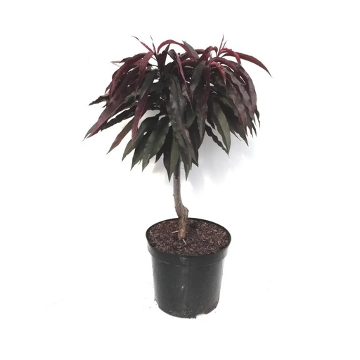 "Zwergpfirsich 'Crimson´Rotlaub' (Prunus persica) – winterharter Obstbaum, im 5-L-Container image"
