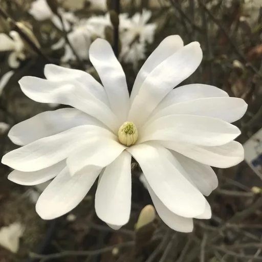"Sternmagnolie Magnolia stellata - Solitär mit Ballen 100-125 cm image"