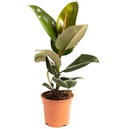 Aufblühender Gummibaum - Ficus Elastica Robusta - Groß - 50-60Cm - 1 Stück