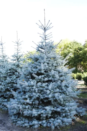 "Ediths Blaufichte Picea pungens Edith - Solitär mit Ballen 125-150 cm image"