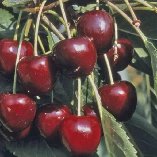 "Zwergsüßkirsche "Oktavia" Busch, im 10L-Container, würzig-aromatisch image"