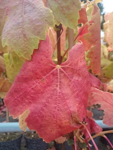 "Weinrebe "Kourgan Rose", 3,5L-Container image"