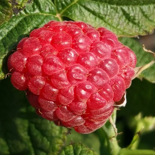 "Himbeere "Polana", 5L-Container image"