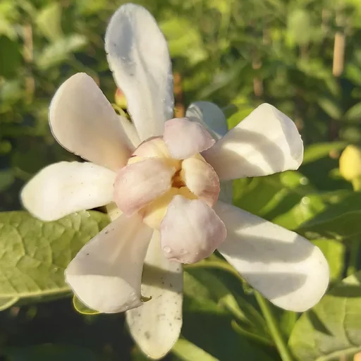 "Gewürzstrauch Venus - Calycanthus - 7.5 L Topf 60-80 cm image"
