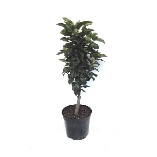 "Zwergbirne "Luisa", 7,5L.Container, saftiges, weißes Fruchtfleisch image"