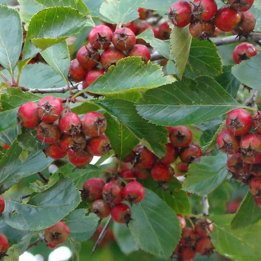 "Weißdorn Crataegus monogyna - 7.5 L Topf 80-100 cm image"