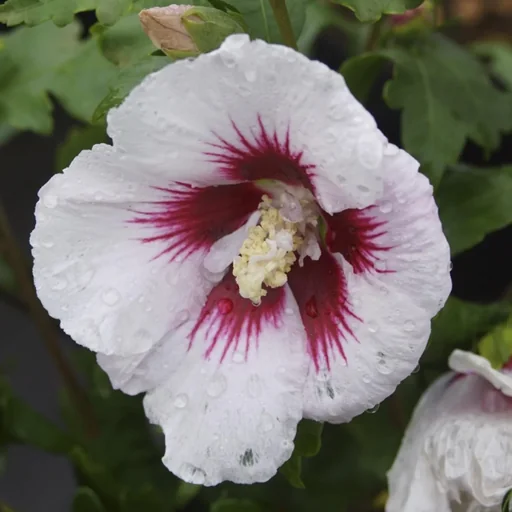 "Garteneibisch 'Red Heart' (Hibiscus syriacus) – winterharter Blütenstrauch, im 7,5-L-Container, Höhe ca. 70–80 cm image"