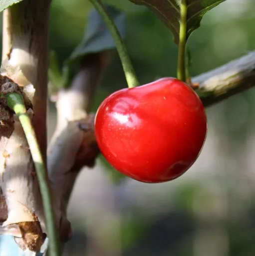 "Sauerkirsche "Karneol" Busch, im 10L-Container, süßsäuerlich und aromatisch im Geschmack image"