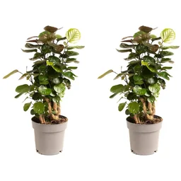 Aufblühende Aralie - Polyscias Fabian - Groß - 55-65Cm - 2 Stück