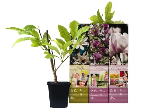 Flower-up 3er-Set Magnolie 30–40 cm